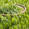 Хороший чай с зеленым чаем Tianfu Dragon Bud Tea